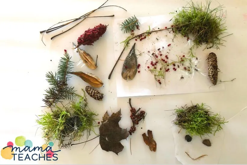 Make a Nature Collage with Kids