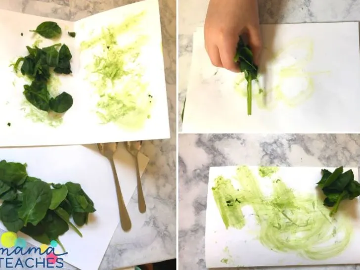 Chloropyll Science Activity