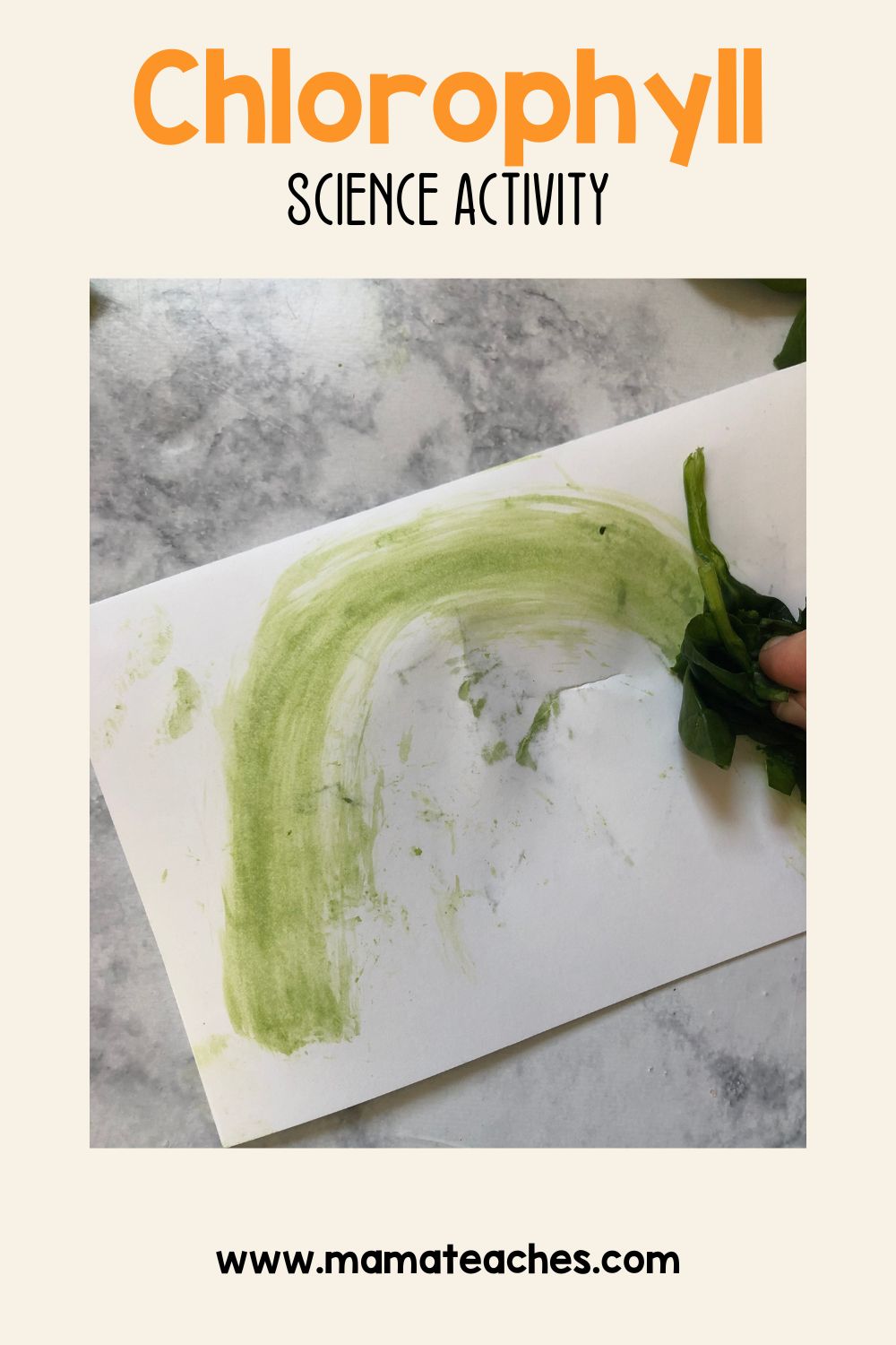 STEM: Chlorophyll Science Activity - Mama Teaches