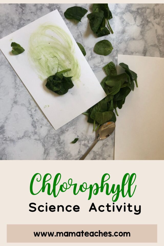 STEM: Chlorophyll Science Activity - Mama Teaches