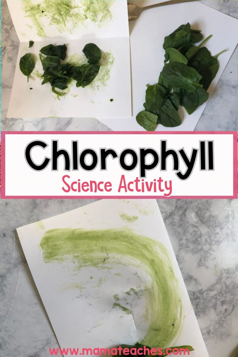 STEM: Chlorophyll Science Activity - Mama Teaches