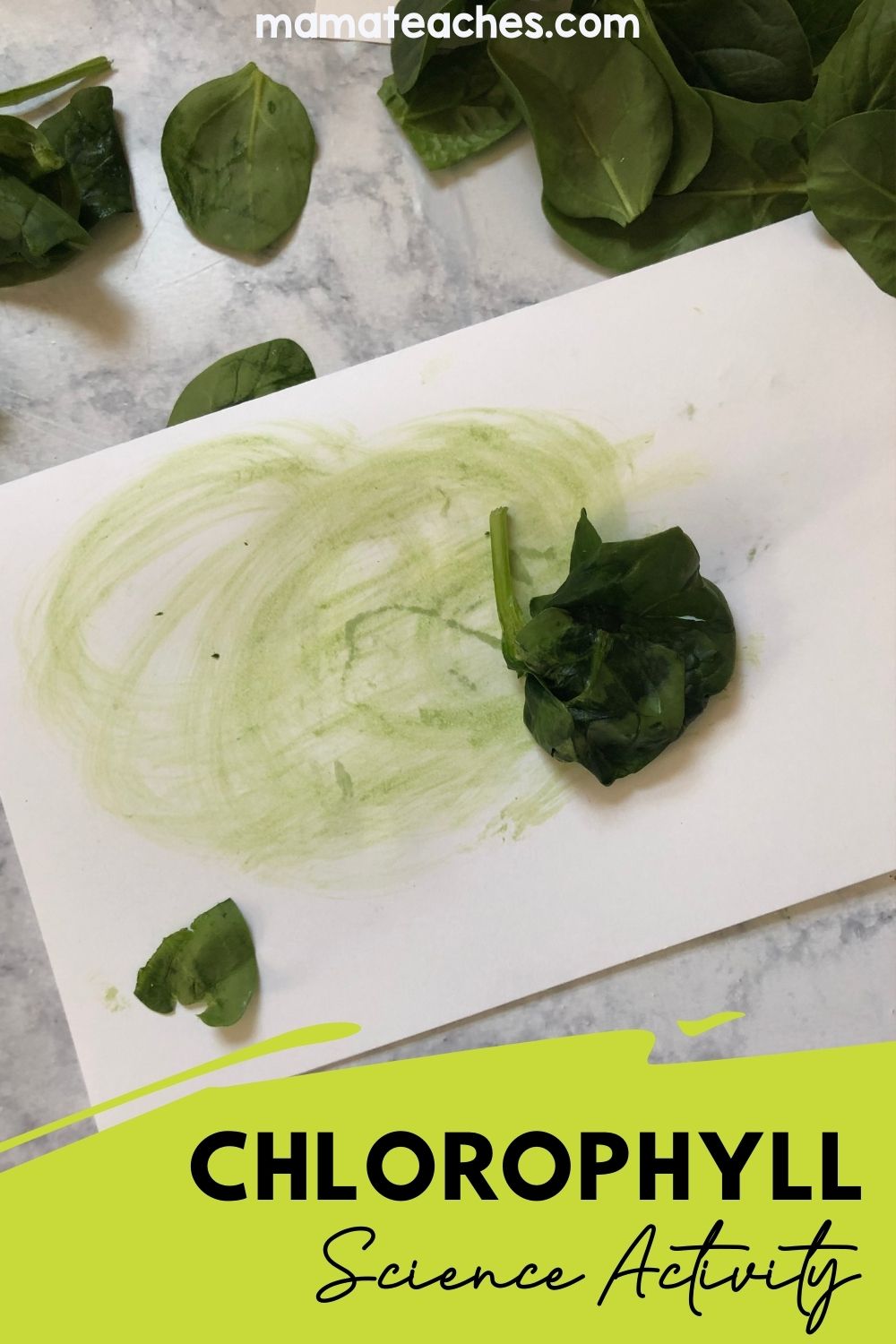 chlorophyll experiment kindergarten