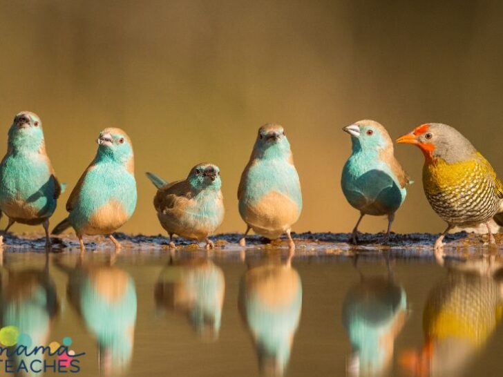 Fun Facts About Birds