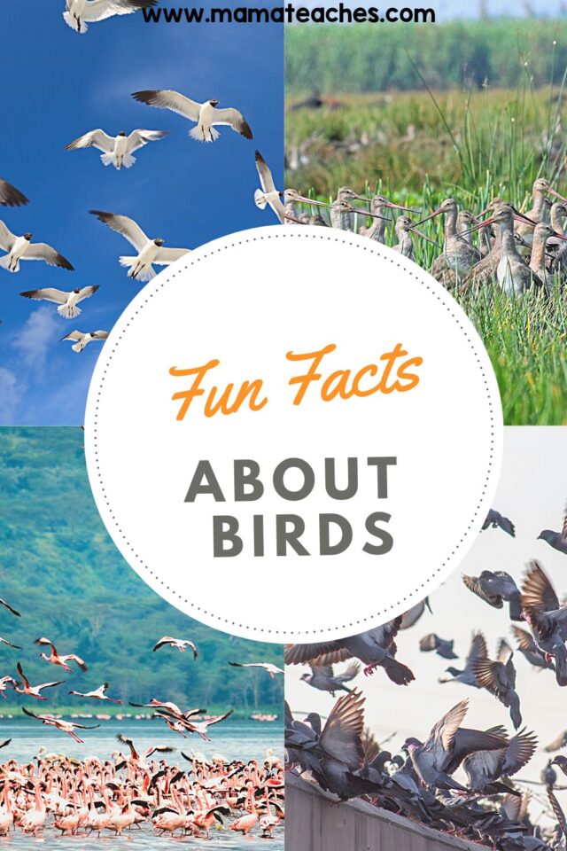 Fun Facts About Birds - Mama Teaches