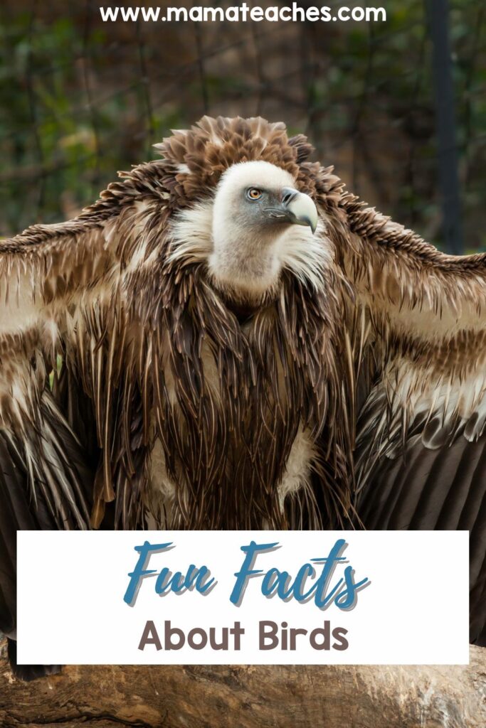 Fun Facts About Birds