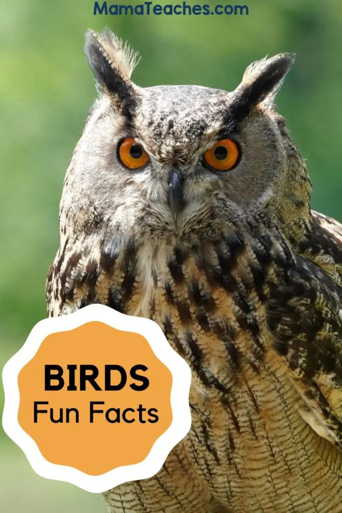 Fun Facts About Birds