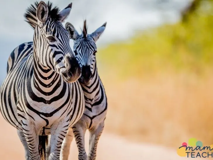 Interesting Facts About Zebra