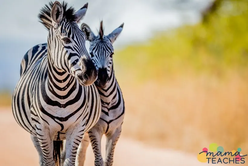 Interesting Facts About Zebra