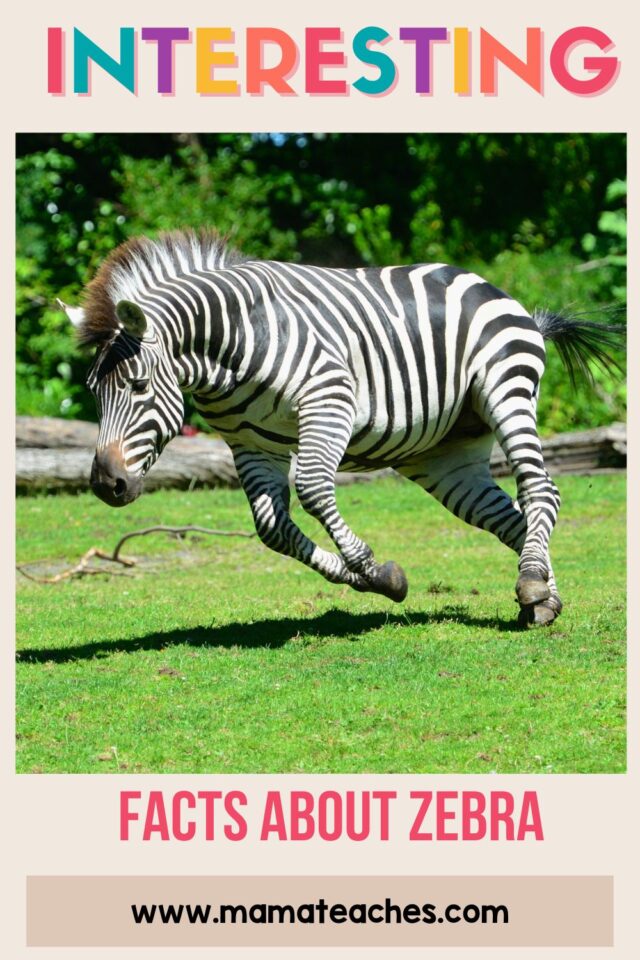 Interesting Facts about Zebras Mama Teaches