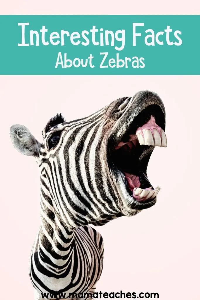 Interesting Facts About Zebras