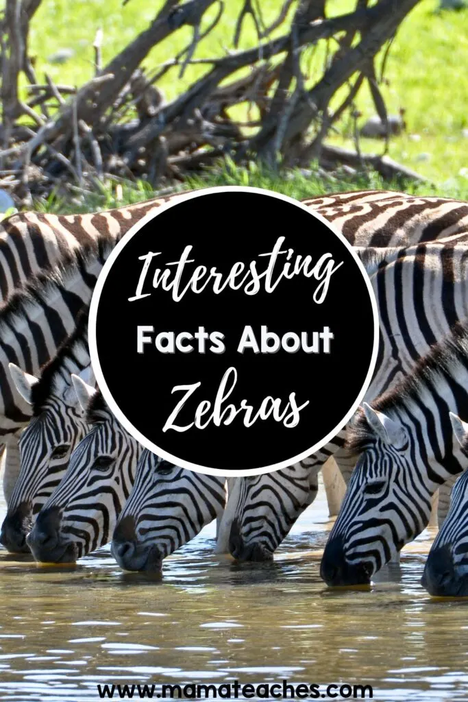 Interesting Facts About Zebras
