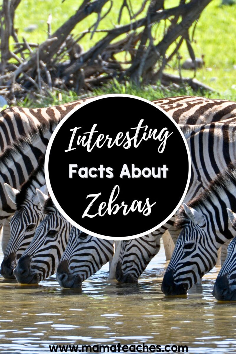 Interesting Facts about Zebras Mama Teaches