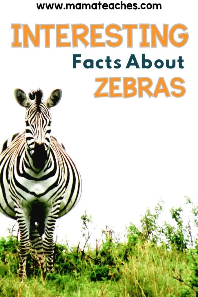 Interesting Facts About Zebras