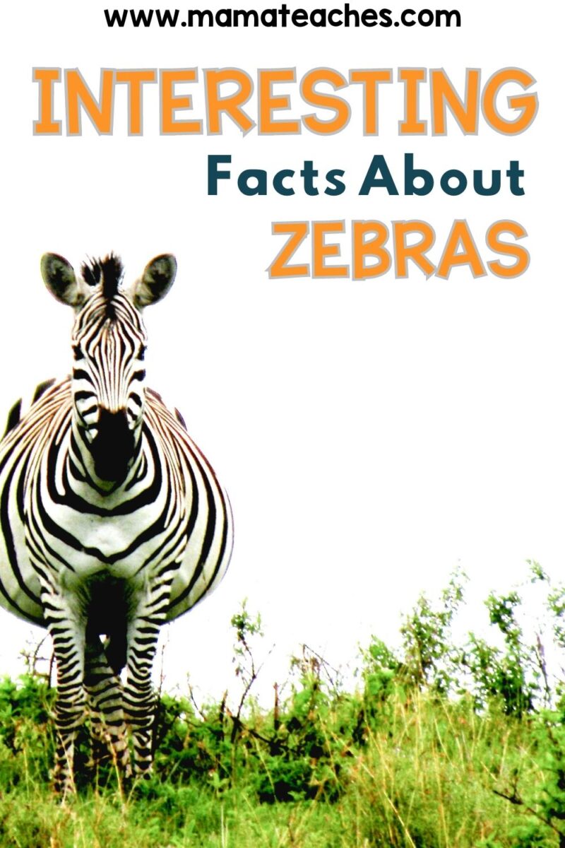 Interesting Facts about Zebras Mama Teaches