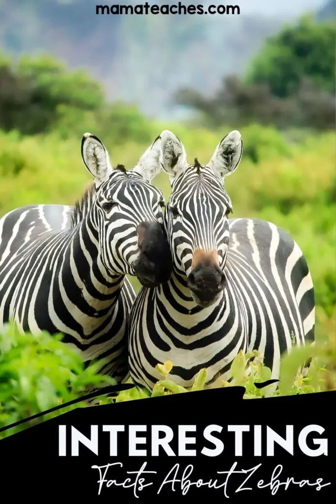 Interesting Facts about Zebras - Mama Teaches