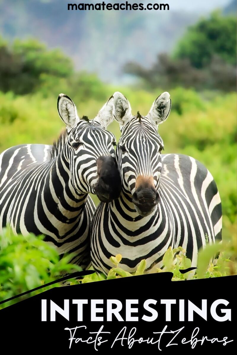 Interesting Facts about Zebras Mama Teaches