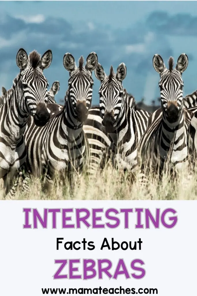 Interesting Facts About Zebras