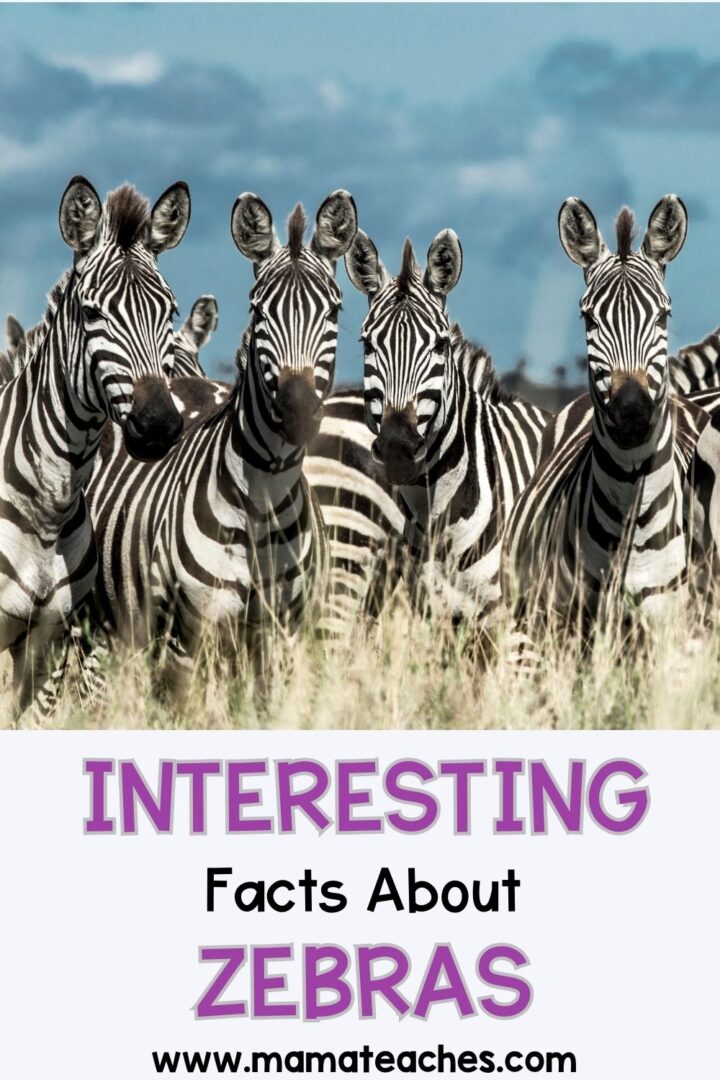 Interesting Facts about Zebras Mama Teaches