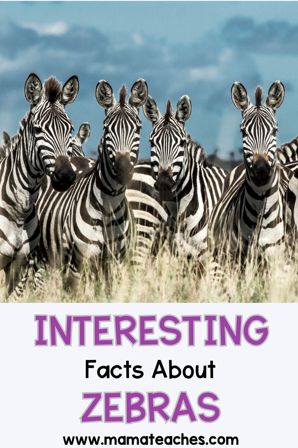 Interesting Facts about Zebras Mama Teaches