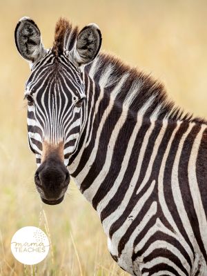 Interesting Facts about Zebras