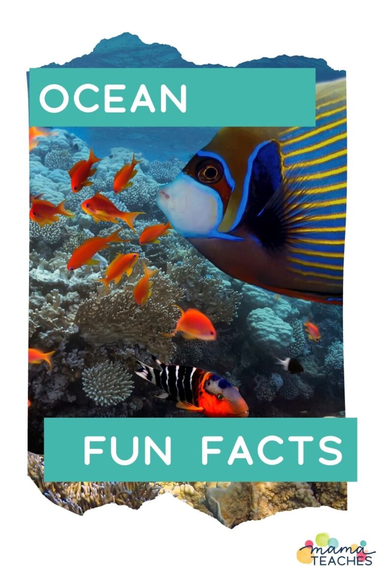 Fun Facts About the Ocean Mama Teaches