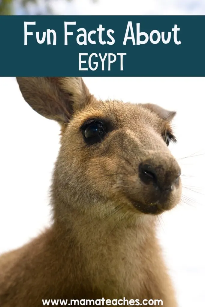 Egypt Fun Facts