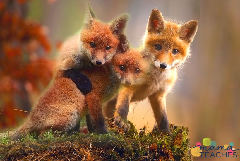 Interesting Facts About Foxes