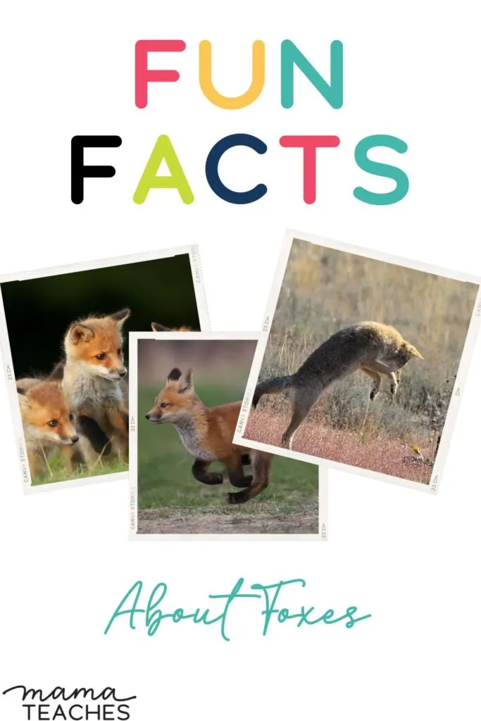 Interesting Facts About Foxes