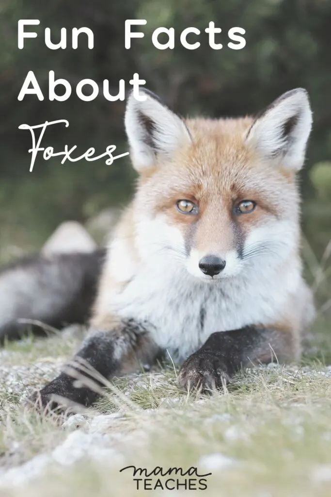 Animal Facts: Red fox