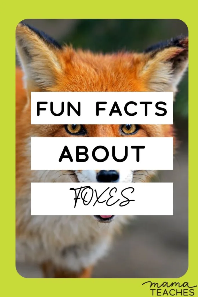 Interesting Facts About Foxes