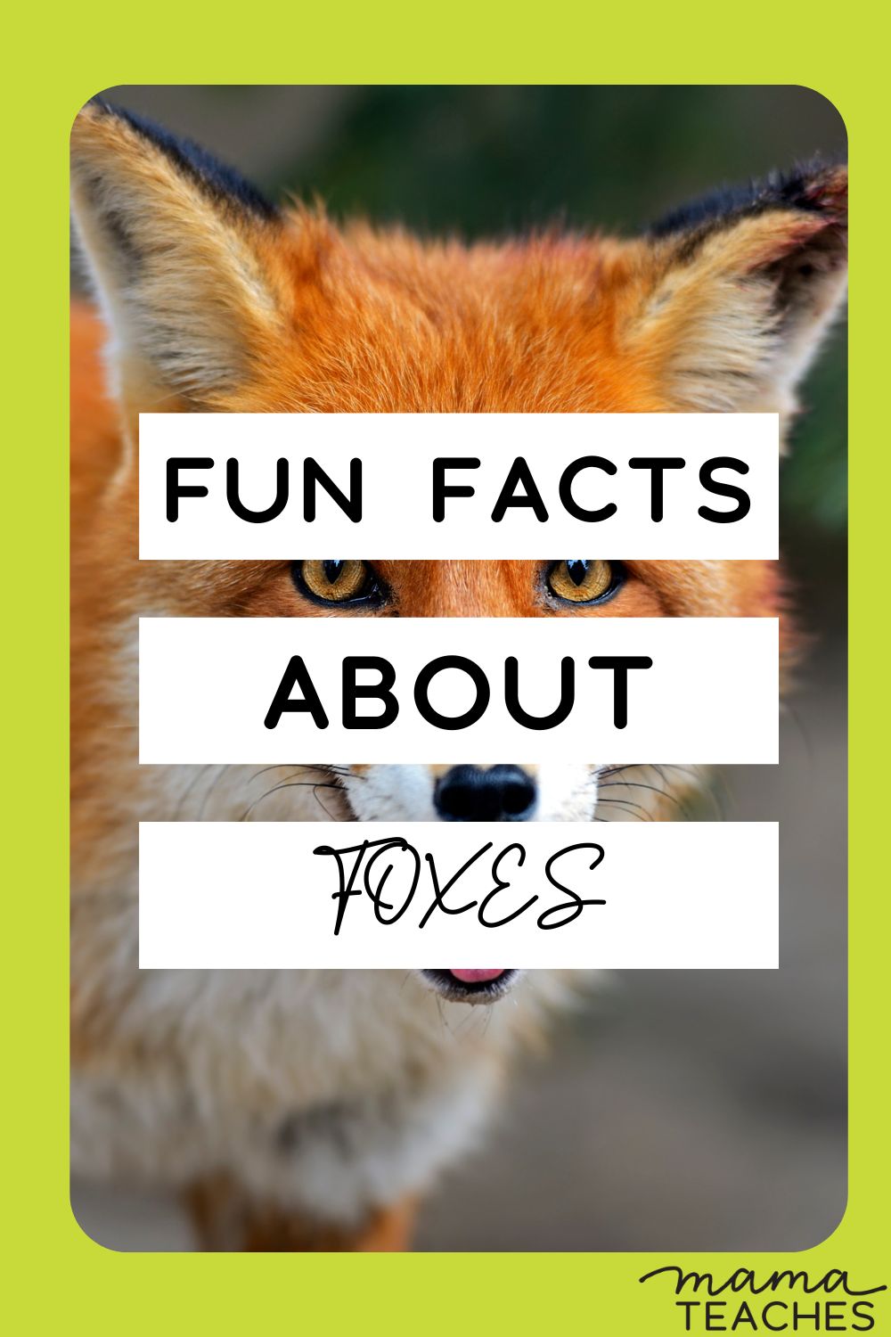 Fun Facts about Foxes Mama Teaches