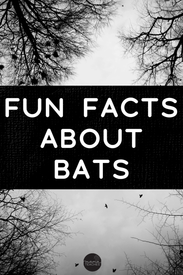 Fun Facts About Bats - Mama Teaches