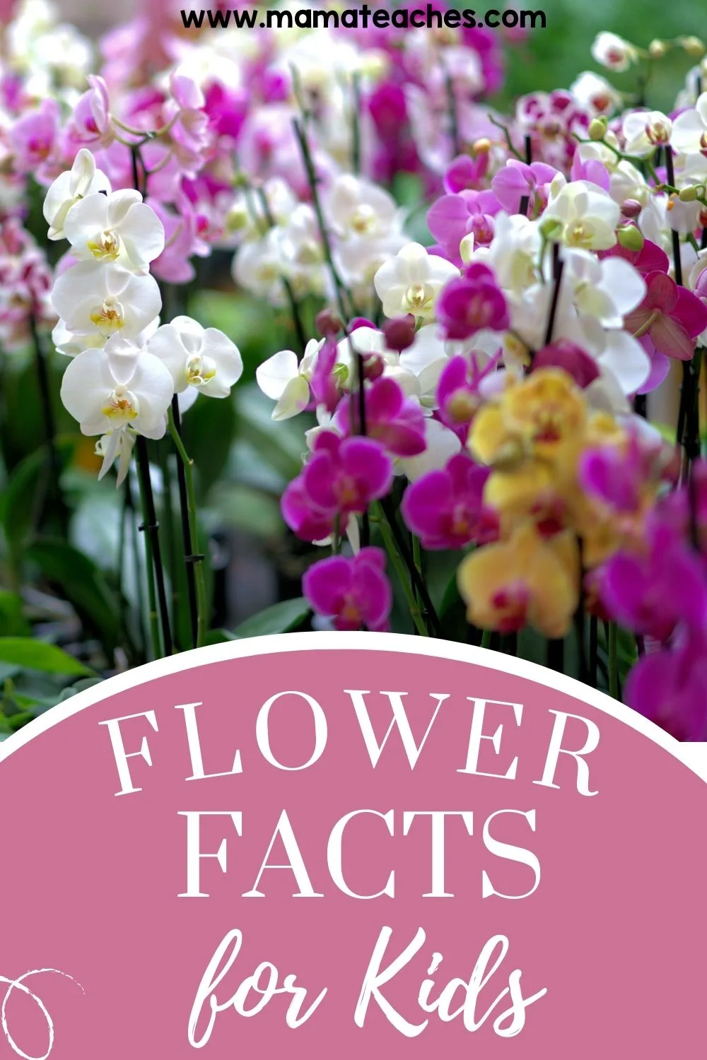 Flower Facts for Kids