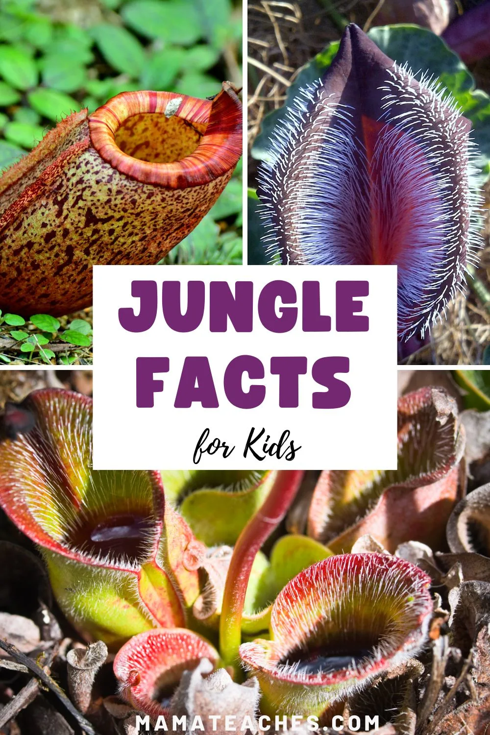 Jungle Facts for Kids - Mama Teaches