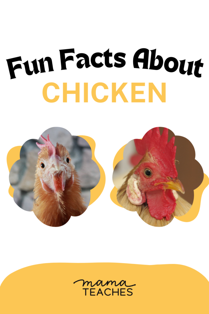 Fun Facts About Chickens Mama Teaches