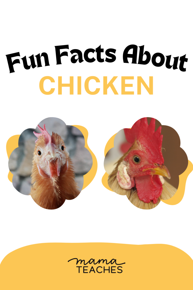 Fun Facts About Chickens - Mama Teaches