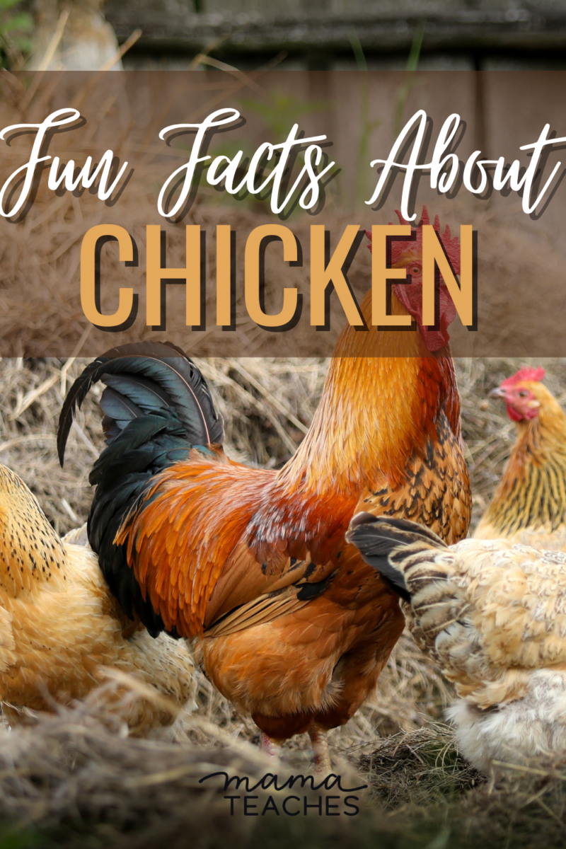 Fun Facts About Chickens Mama Teaches