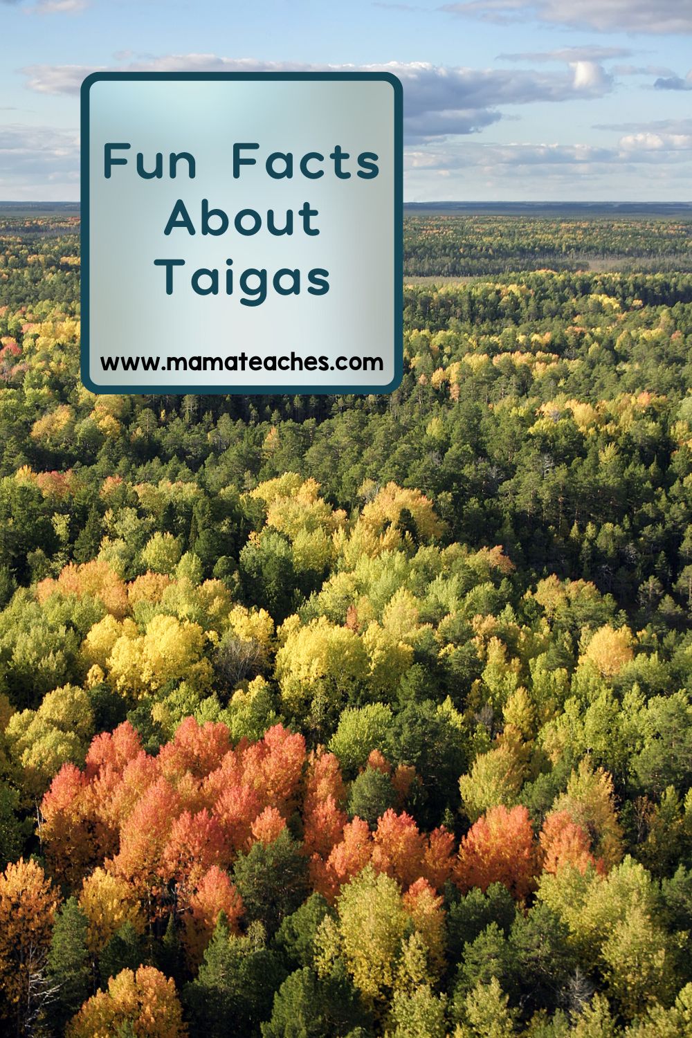 Fun Facts About Taigas