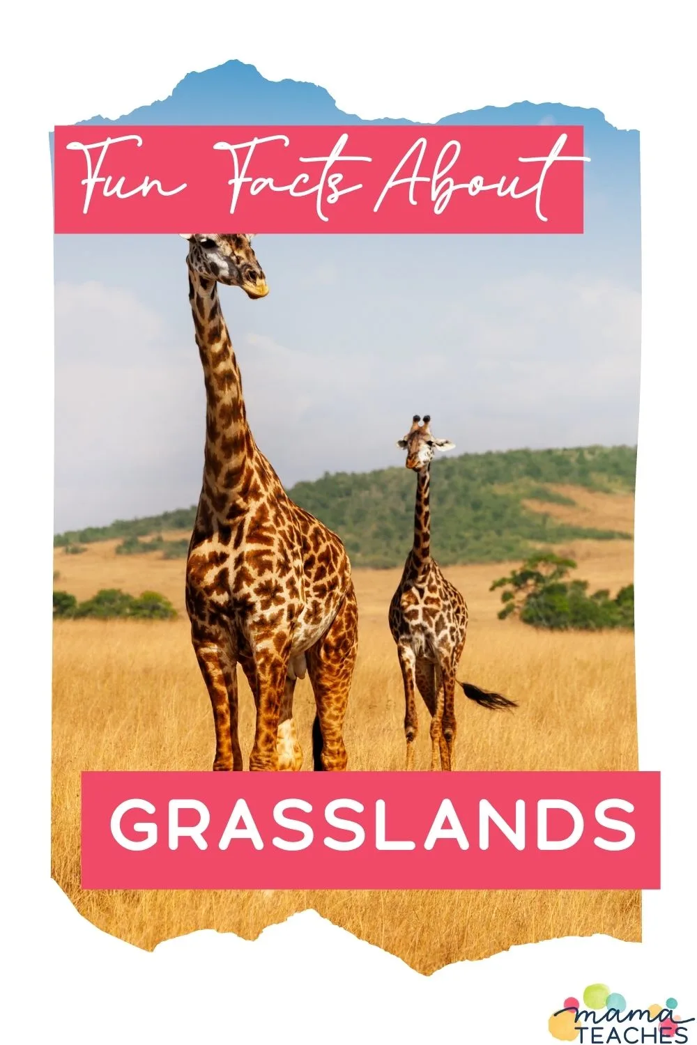 Fun Facts About Grasslands
