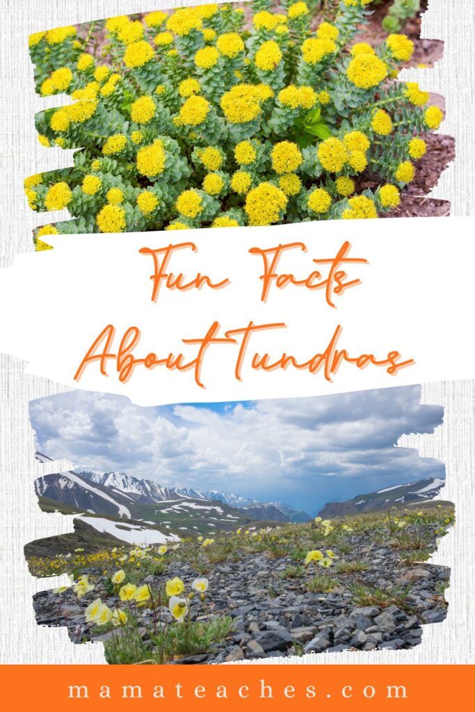 WHAT IS A FUN FACT ABOUT THE TUNDRA visual data 7