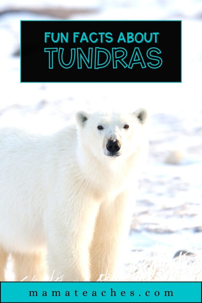 Fun Facts About Tundras - Mama Teaches