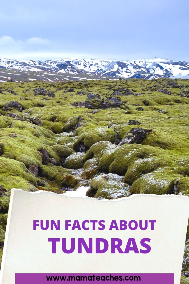 10 FUN FACTS ABOUT THE TUNDRA KS2 visual data 4