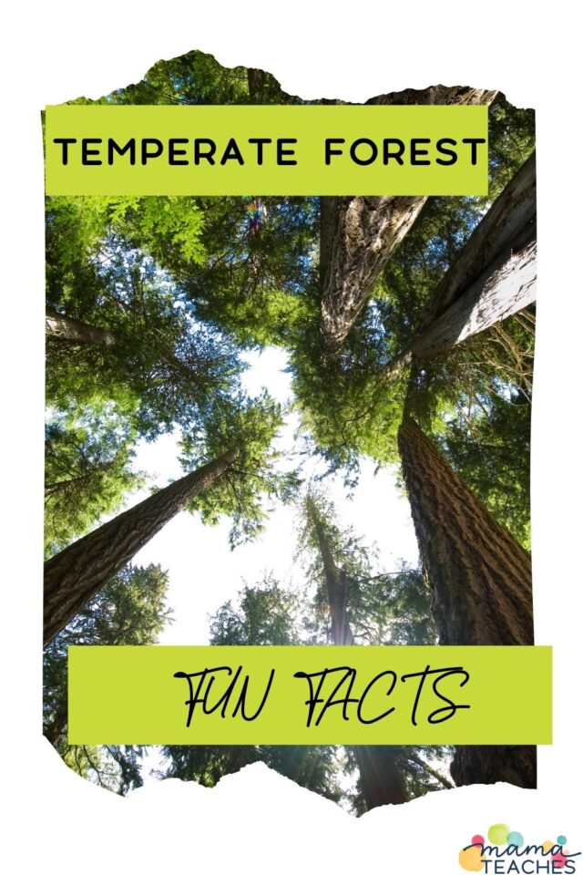 Fun Facts About the Temperate Forest - Mama Teaches