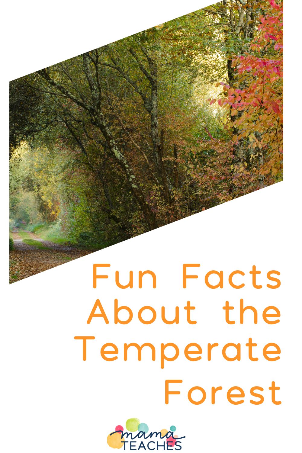 Fun Facts About the Temperate Forest