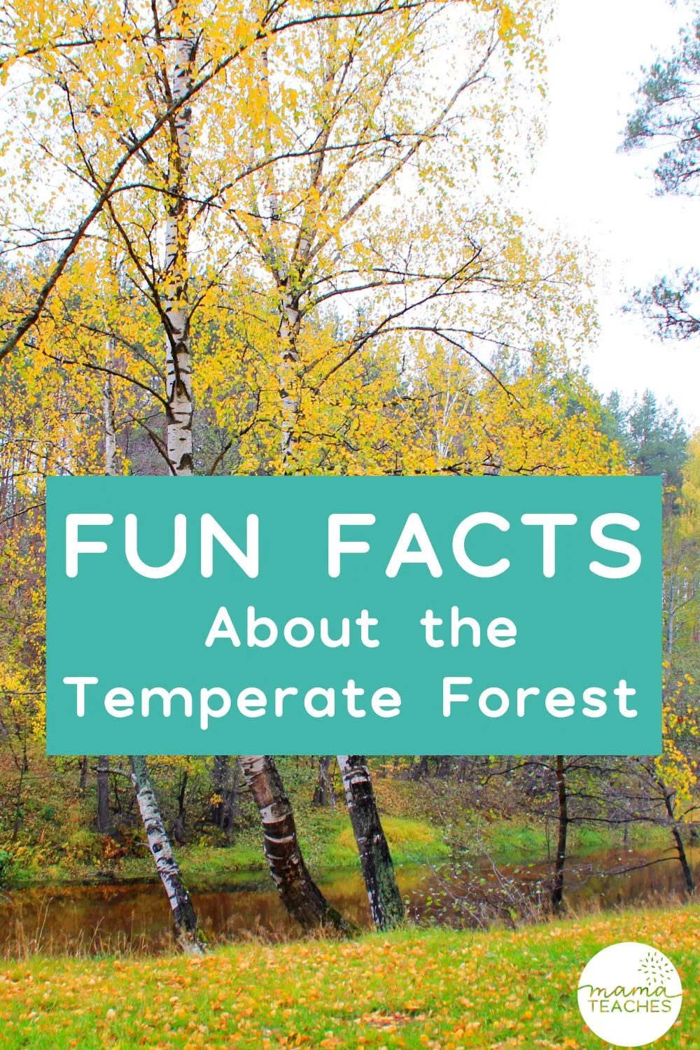 Fun Facts About the Temperate Forest