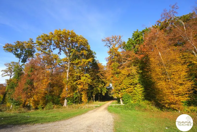Fun Facts About the Temperate Forest