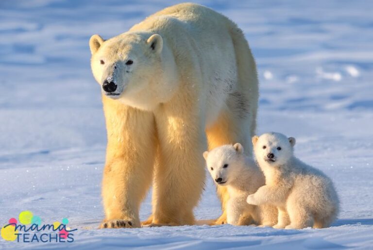 5 FACTS ABOUT THE POLAR BEAR visual data 8