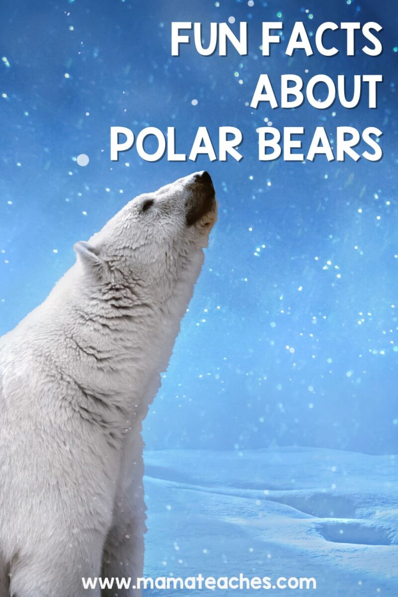 Fun Facts About Polar Bears Mama Teaches