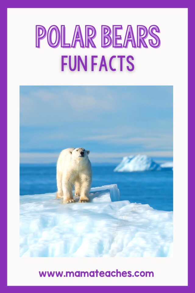 Fun Facts About Polar Bears Mama Teaches