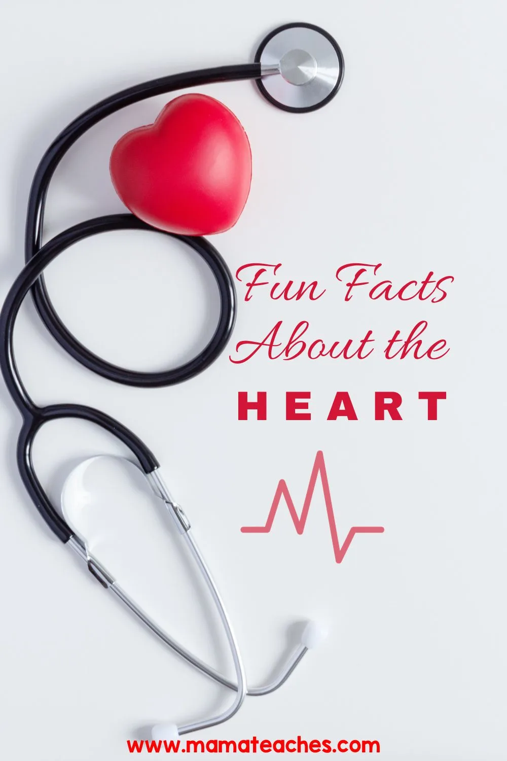 Fun Facts About The Heart Mama Teaches